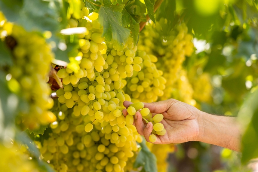 Mejores Chardonnay y maridajes gastronmicos